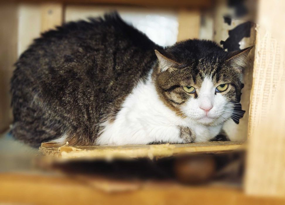 Менні, 2 роки — кругломордий ніжний кіт шукає дім (кастрований)