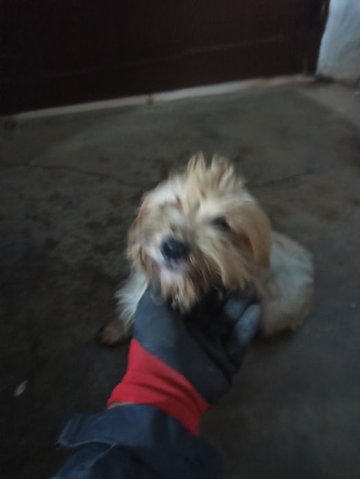 Menina muito meiga para adoção