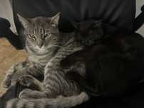 2 Koty, 2 cats 1 male 1 female, sterile, vaccinated have pet passports