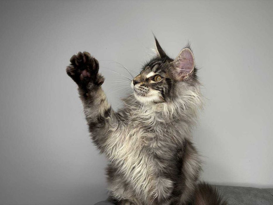 Хлопчик мейн-кун сріблясто-мармурового забарвлення з всіма Документами