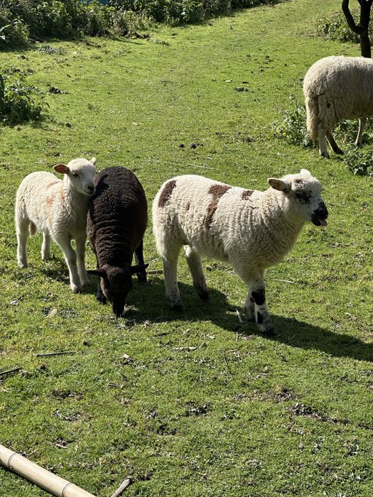 Ovelha- borrego criado em liberdade