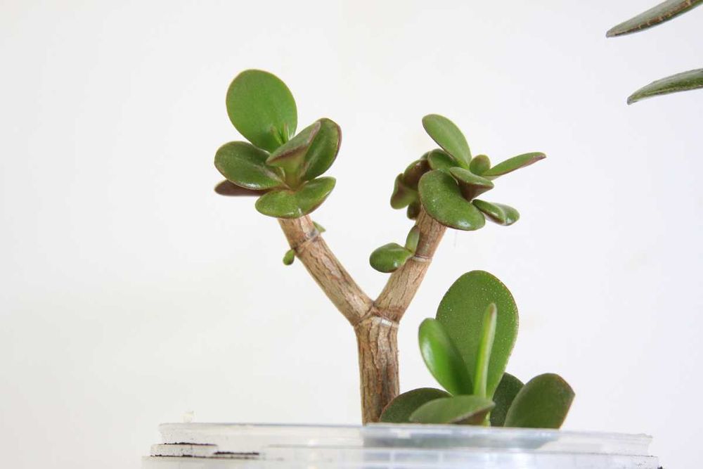 Sadzonka grubosz , drzewko szczęścia