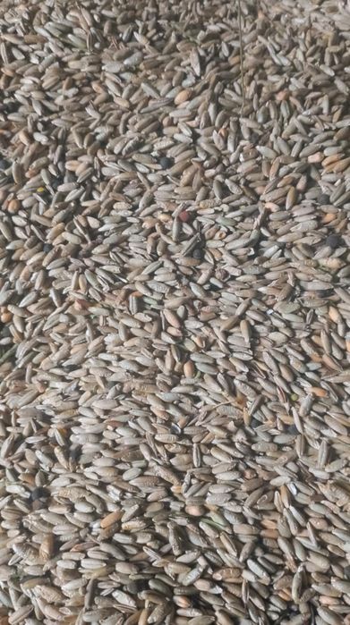 Zboże żyto i owies