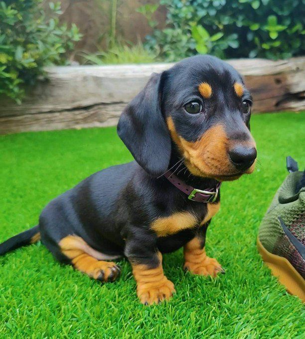 Щеня такси на Різдво