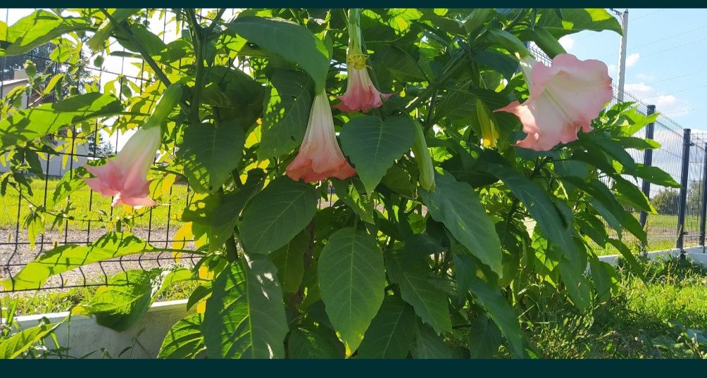 Datura brugmansja rozowa