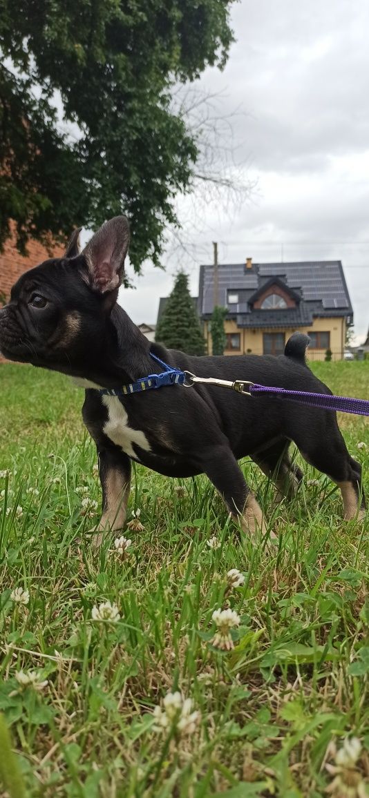 Buldog francuski