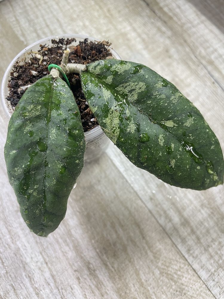 Hoya Previously Vitellinoides