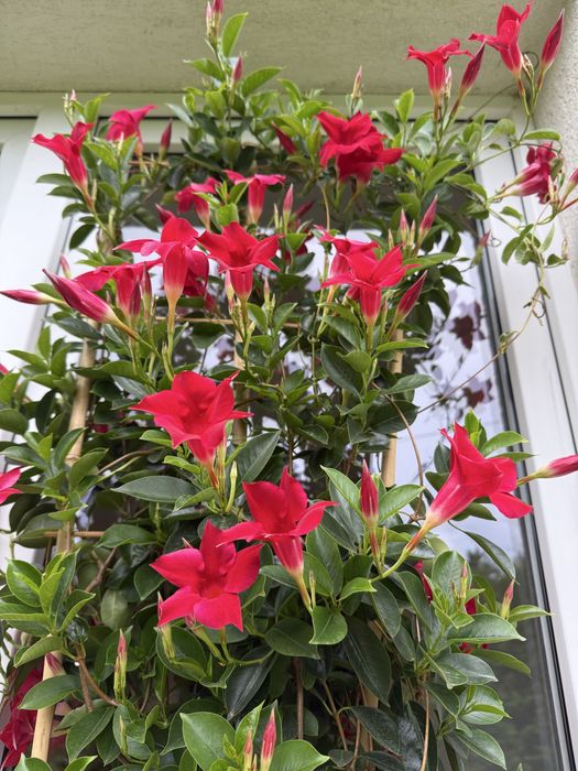 Sundaville Mandeville Dipladenia czerwona duża sadzonka ponad 1m