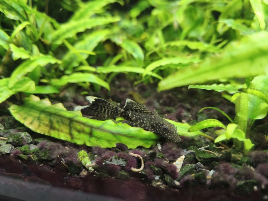 Zbrojnik ancistrus