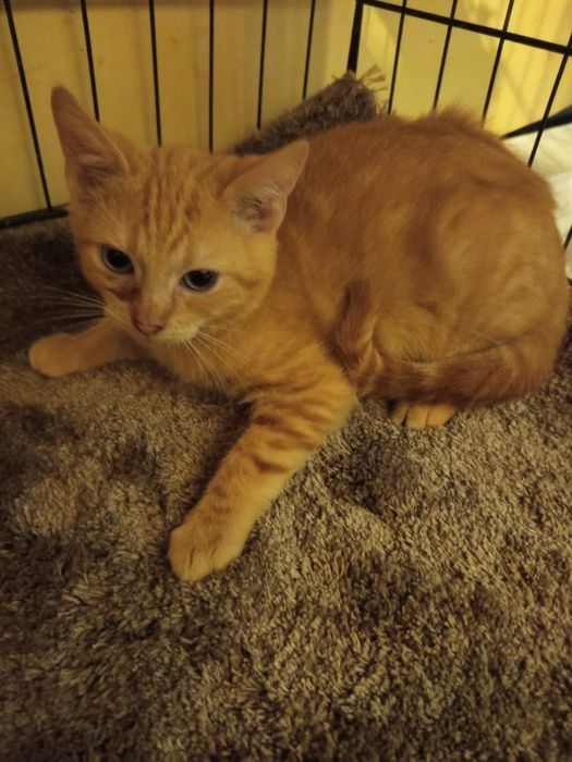 Mały rudzielec szuka domu niewychodzącego