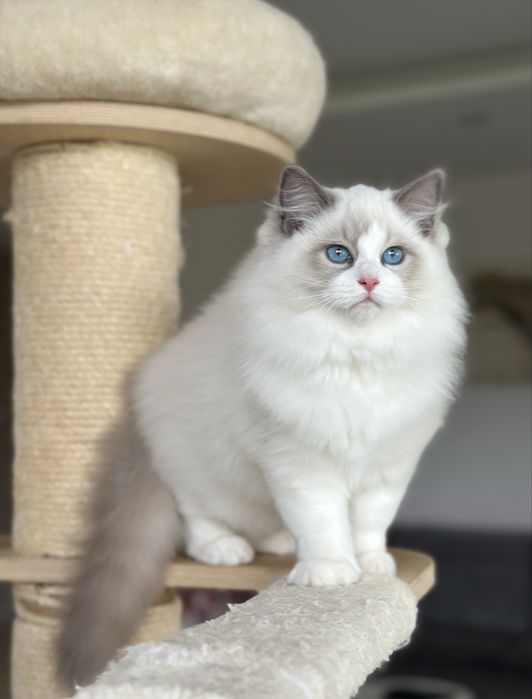 Śliczny kocurek ragdoll hodowlano wystawowy FIFE Fpl