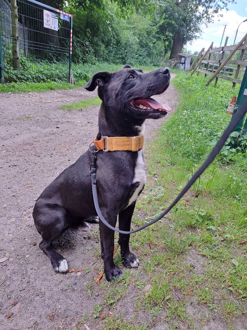 Frugo- mix amstaff szuka domu