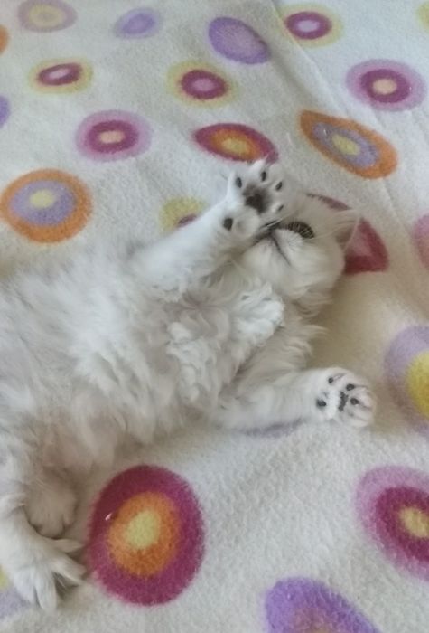 Котенка серебристой шиншиллы белого с черным носом