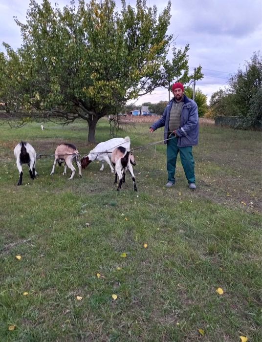 Продам кози дуже гарні