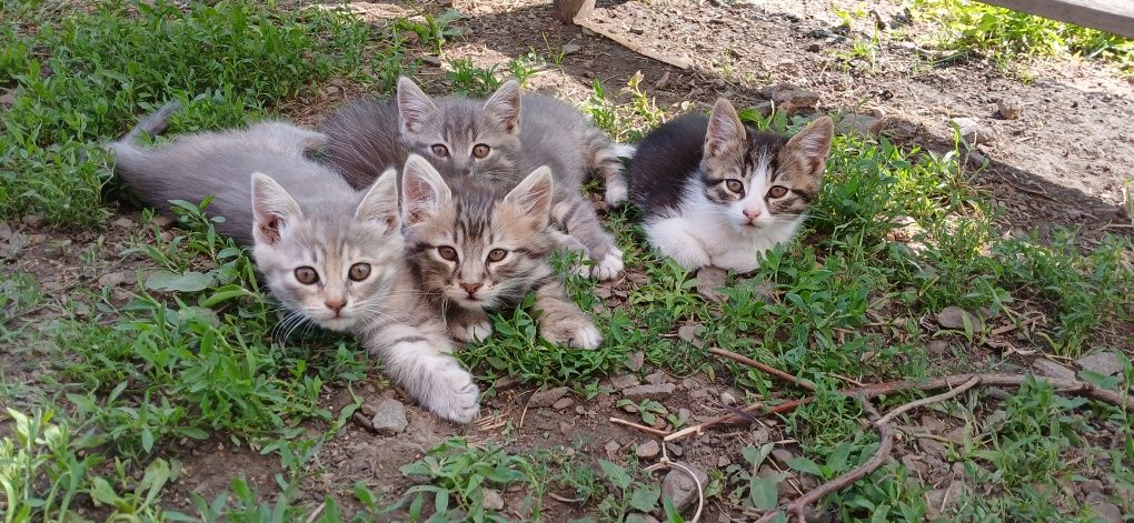 Кошенята) шукають дім.