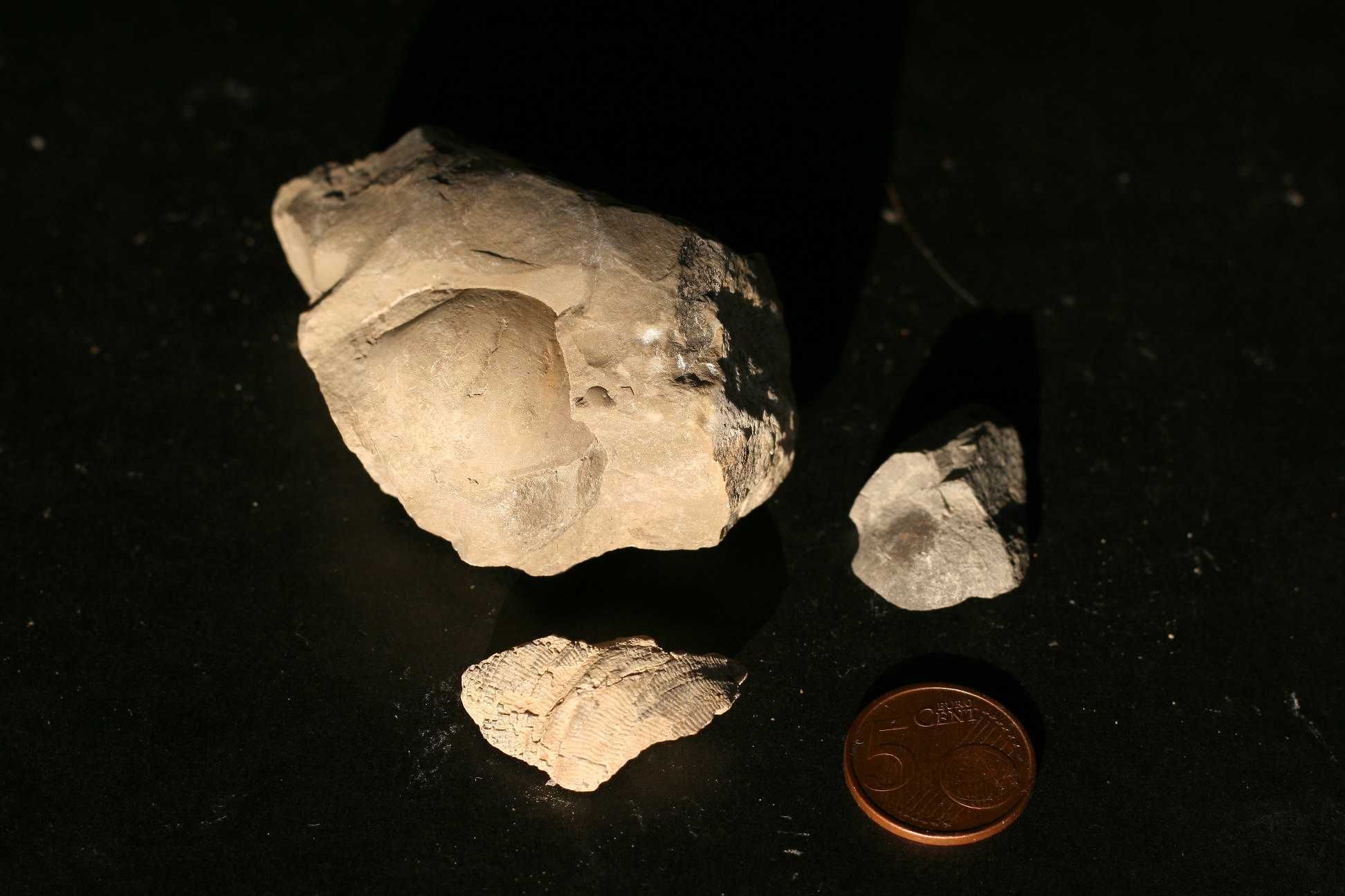Diversos fósseis do Cabo Mondego (inclui envio)