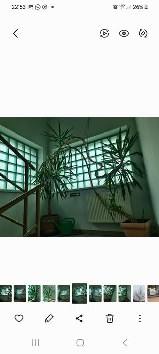 Sprzedam dwie  dwudziestoletnie YUKI