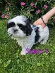 Shih Tzu sunia biało-czarna