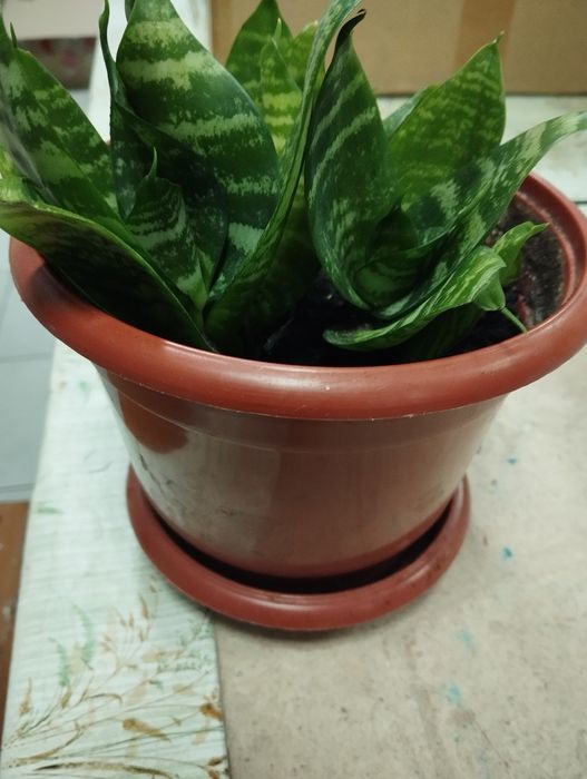 Тещин язык,комнатное растение