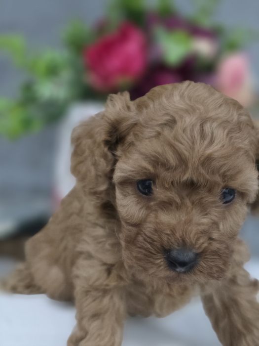 Pudel Toy/miniaturka suczka bad genetyczne kolor Red