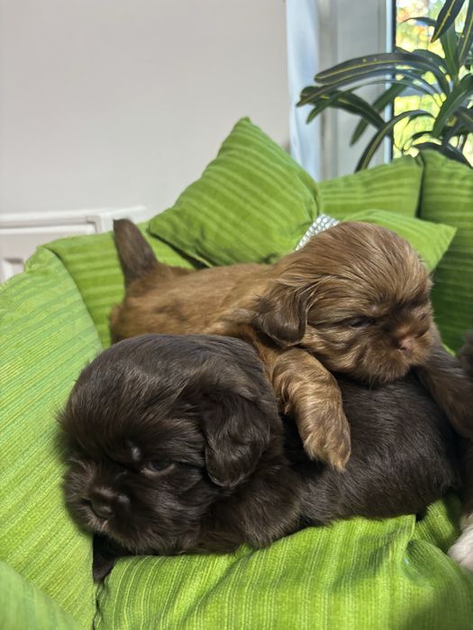 Shih tzu Sunie i samce z genem czekolady pełny rodowód ZHPR UCI