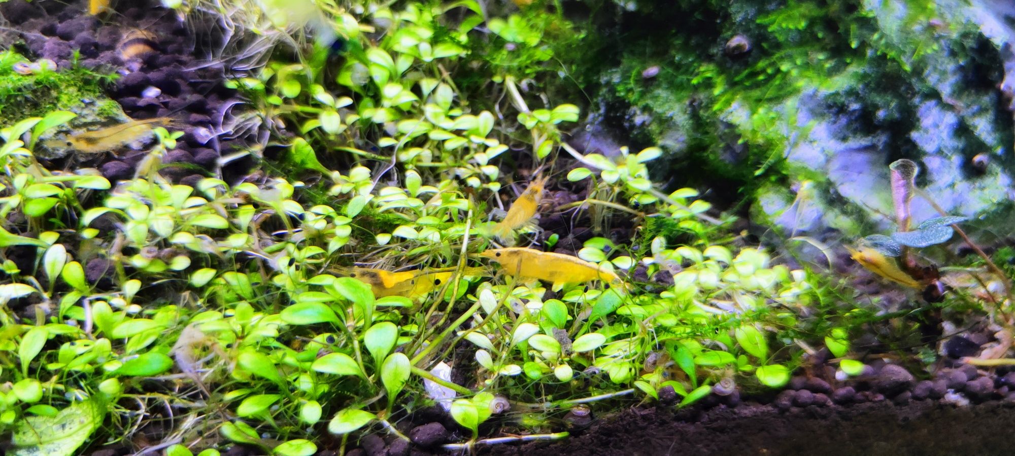 Krewetki neocardina yellow