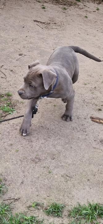 american staffordshire terrier piesek