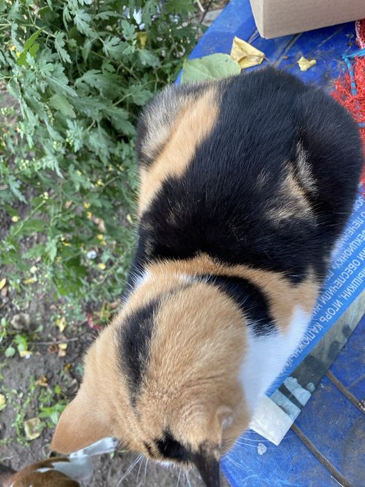 Ласкава триколірна кішечка шукає дім, стерелізована