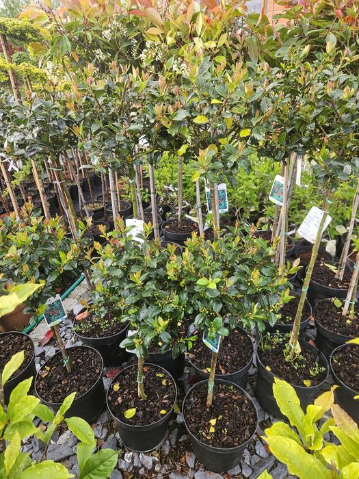 Głogownik,Ostrokrzew,Ambrowiec