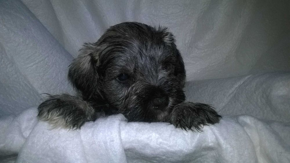 sznaucer miniaturowy - suczka