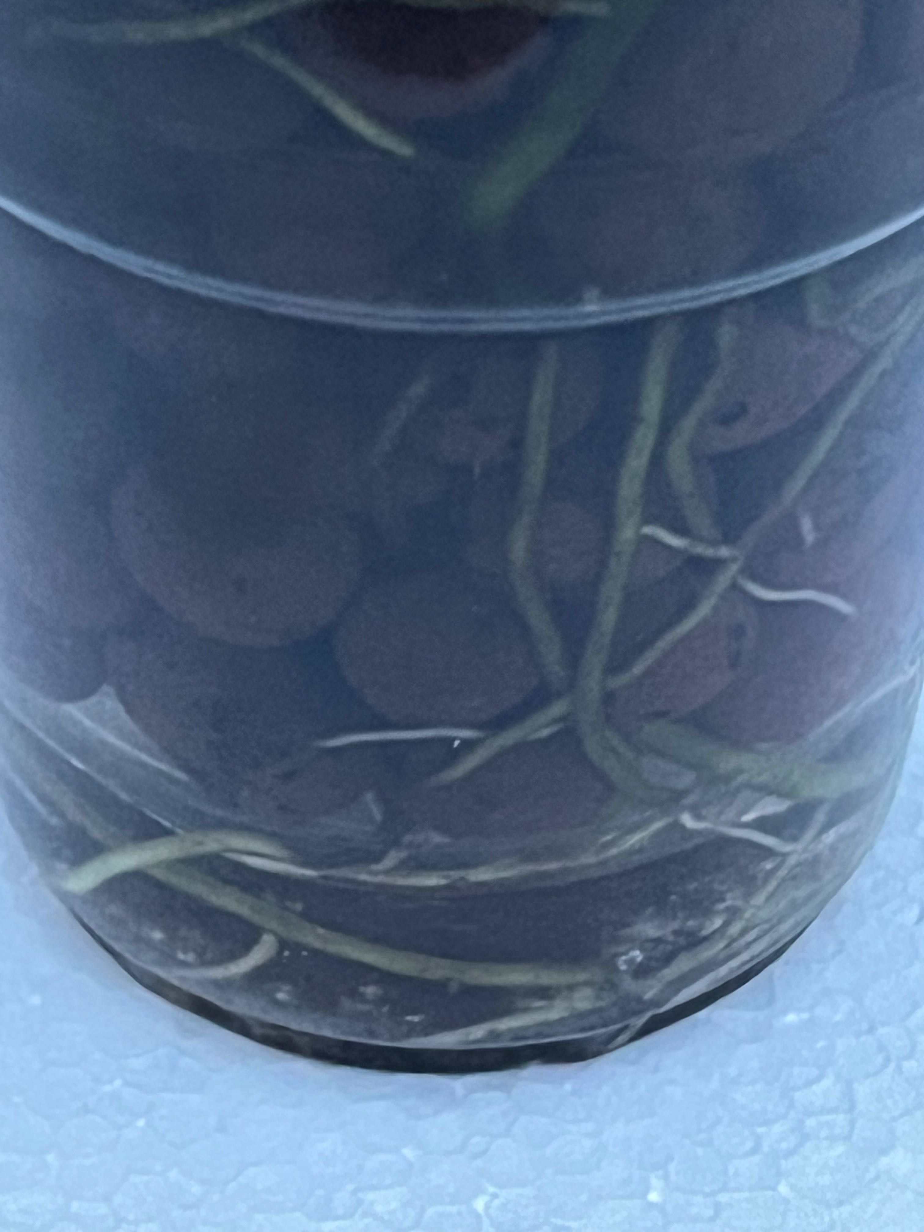 Monstera noid - w typie gog