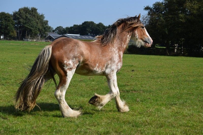 Ogier clydesdale