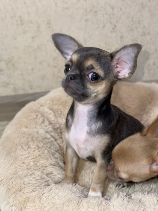 Блакитна з підпалом дівчинка