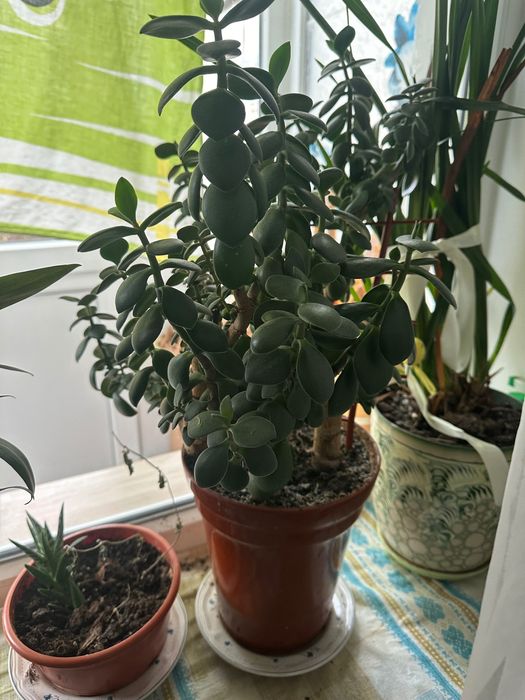 квіти у вазонах кімнатні