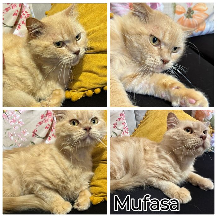 Gatinho para adoção responsável