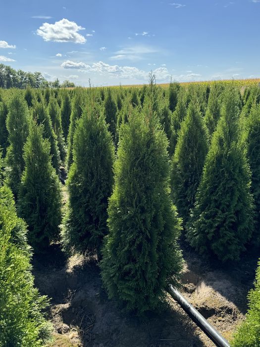 Gęsta Tuja Szmaragd 160-170cm Dostawa Sadzenie Producent Tuje