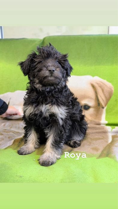 Szczeniaki szukają domu!