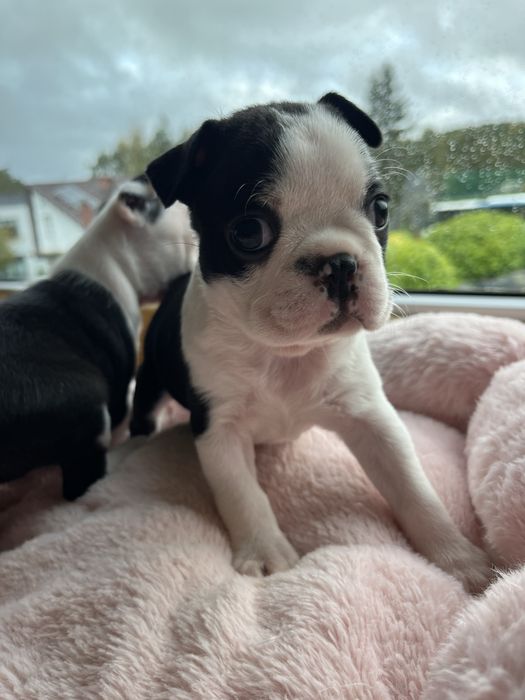 Boston Terrier - uroczy szczeniaczek