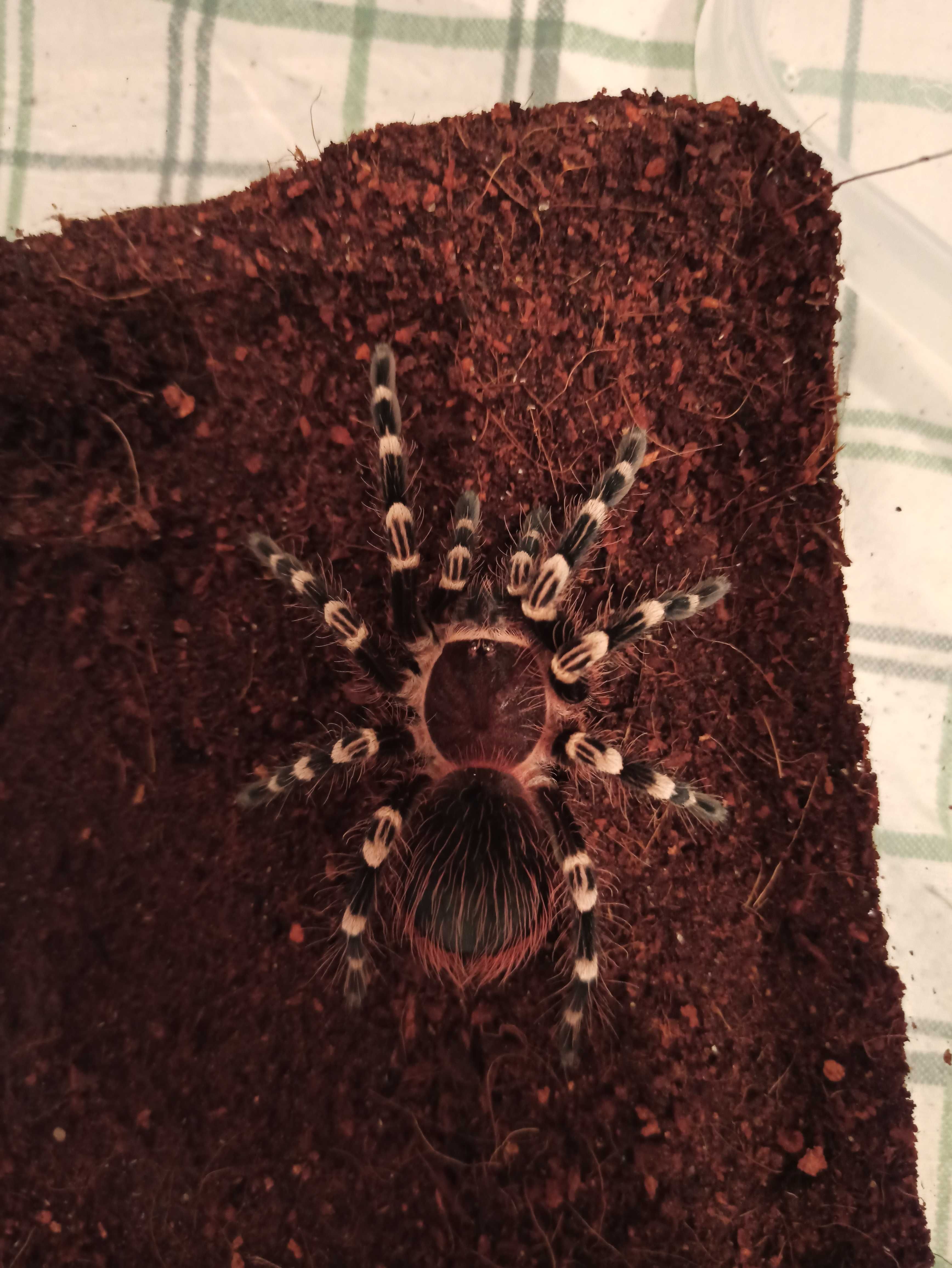 Samiec Acanthoscurria geniculata Adult