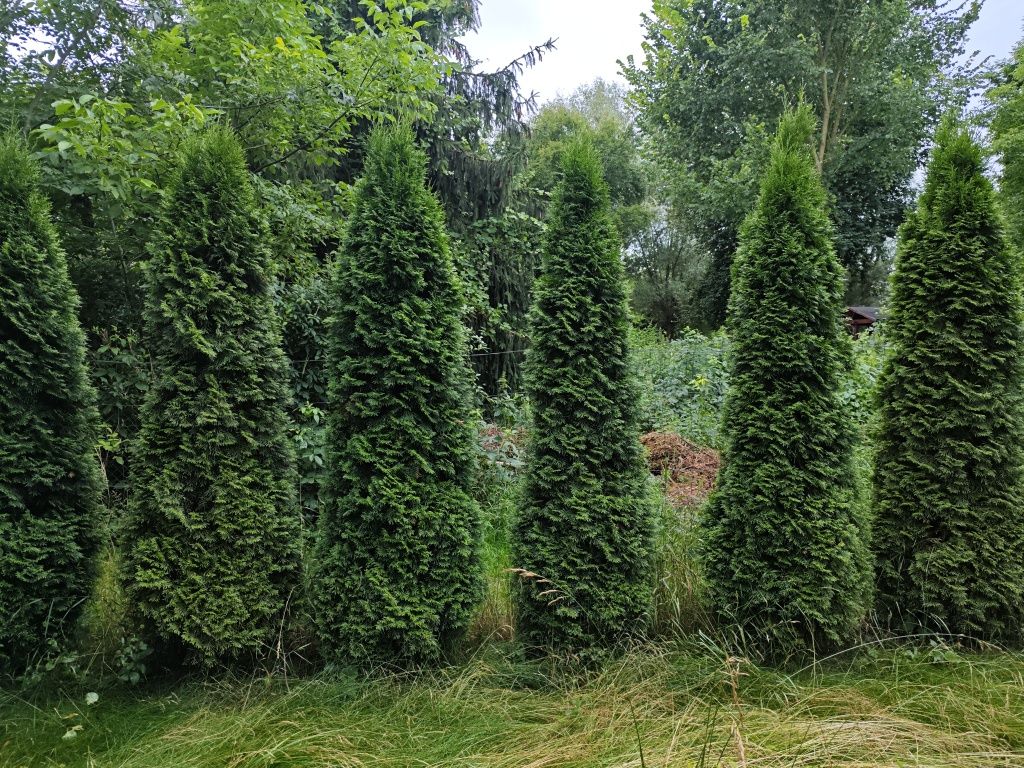 Rezerwacja Tuja szmaragd 2m - 2,5m 38 sztuk