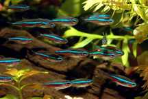 Neon Siumulans Neon zielony - Paracheirodon simulans