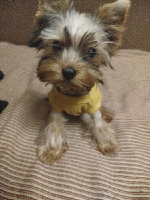 Йоркширський терьер хлопчик 5 міс.