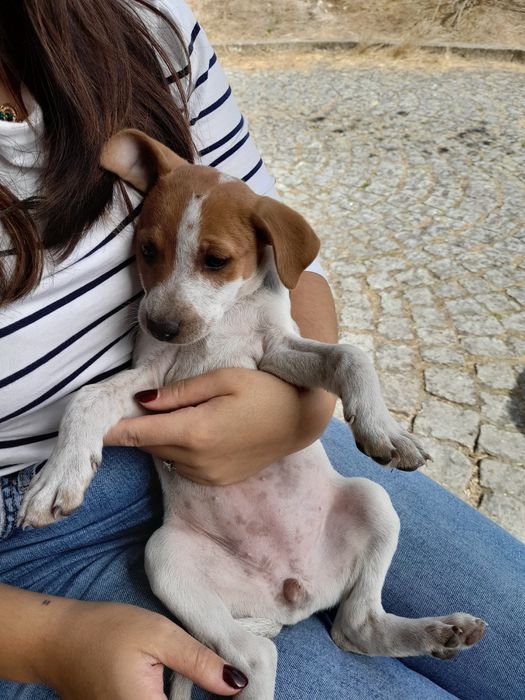 Cães para adoção