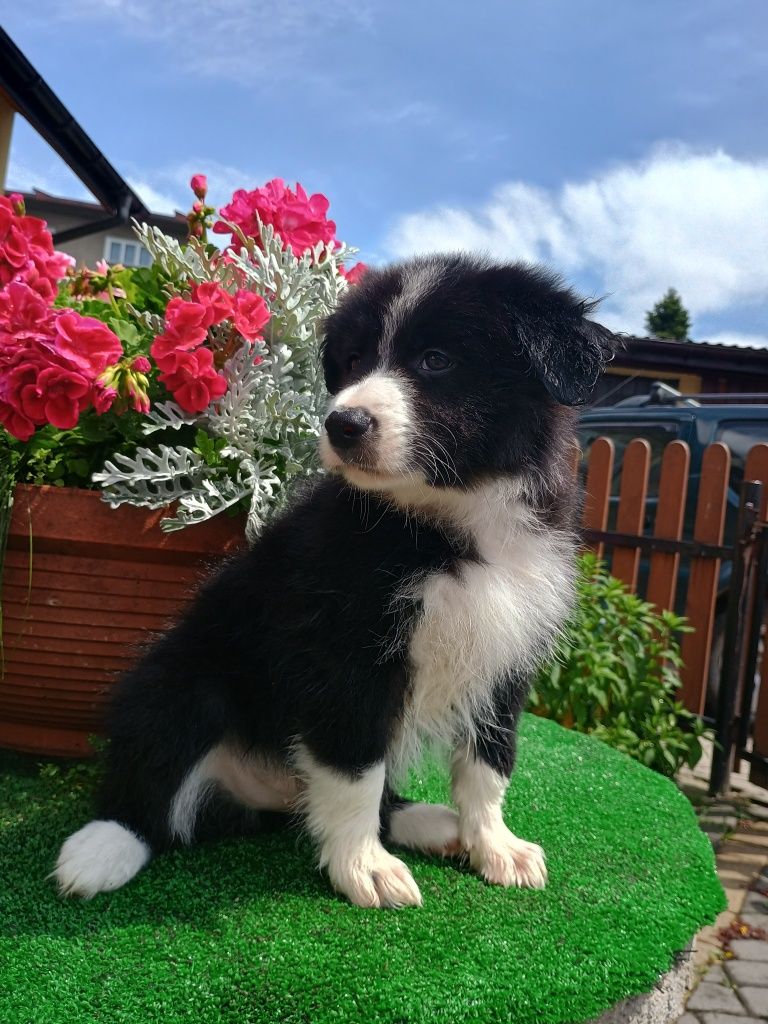 Border Collie,  szczeniak