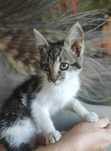 Trzymiesięczna koteczka Gabrysia do adopcji.