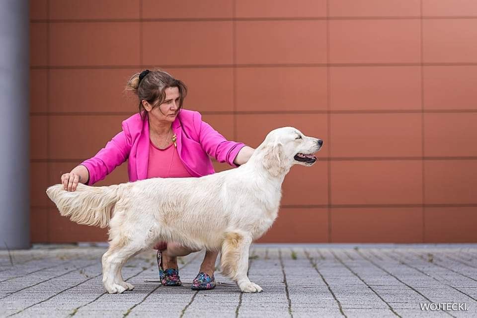 Golden retriever po championach Związek Kynologiczny w Polsce FCI