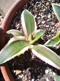 Агави, Agave lophantha tricolor