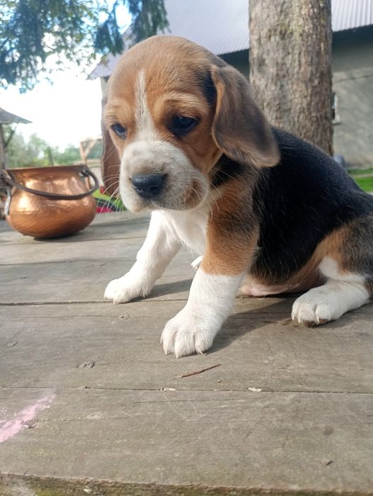 Piękny piesek Beagle