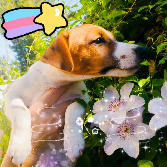 Чудова дівчинка шукає свій дім!