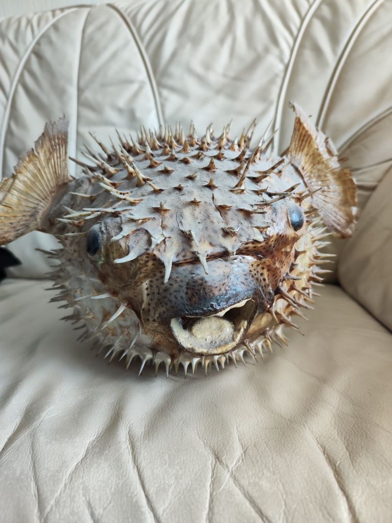 Ryba fugu spreparowaną PRL vintage